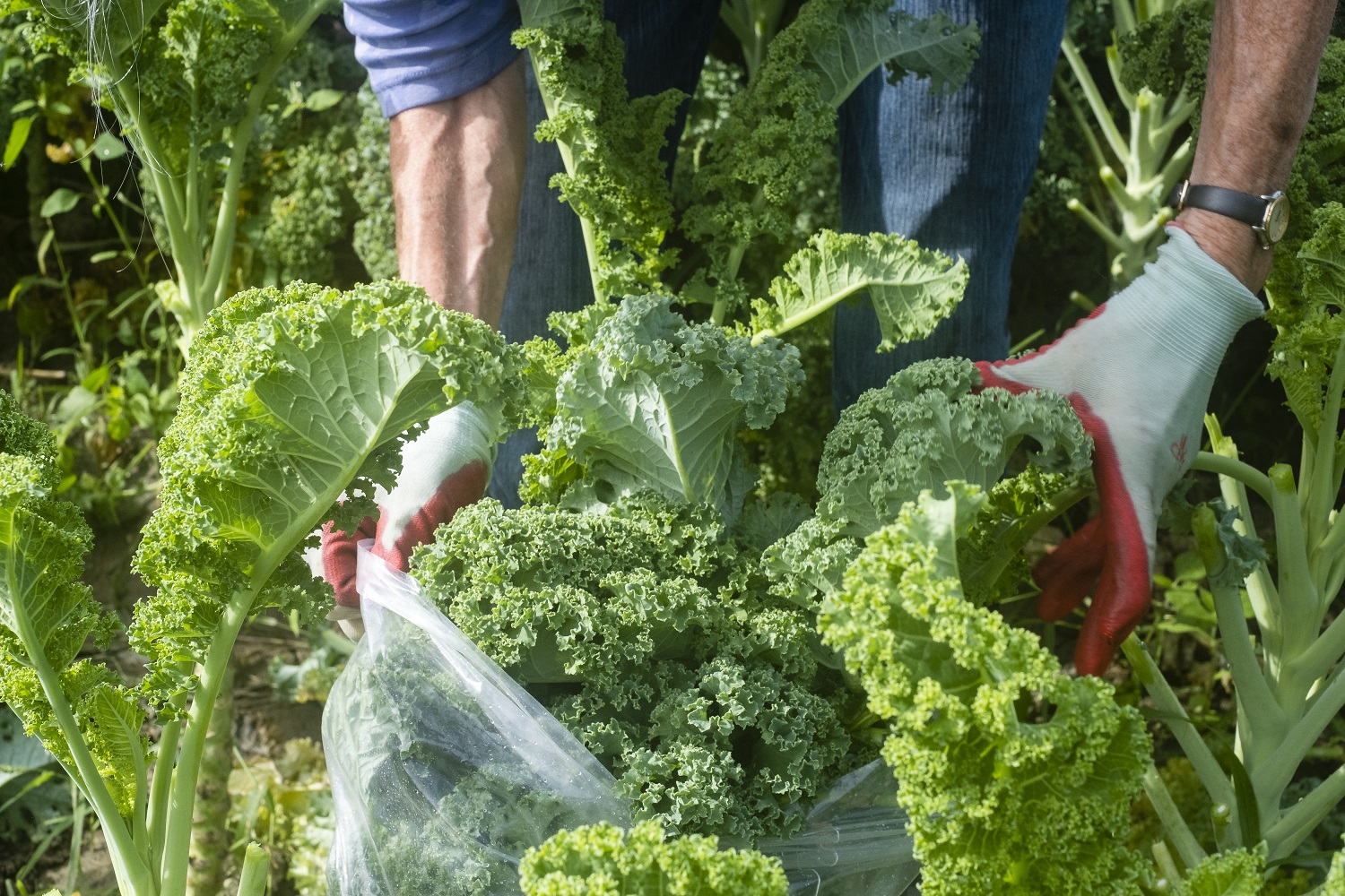 Vermont Foodbank